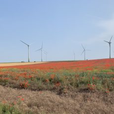 Bild zeigt Windräder in Landschaft